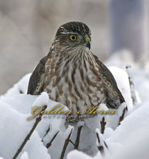 Hunting for Finches