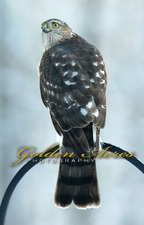 Sharp-shinned Hawk at the Feeder