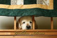 Yule and his Quilt