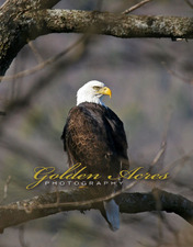 River Road Bald Eagle