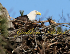Readying the Nest