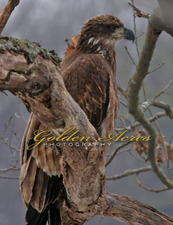 Immature Bald Eagle 2005