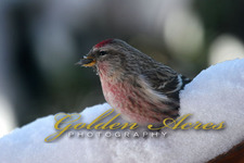 Common Redpoll
