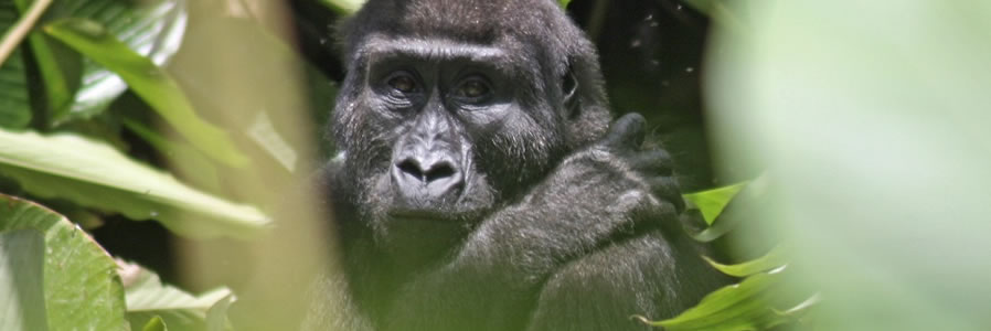 Congo Gorilla Safari - Boundless Journeys