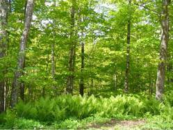 Barnard VT Land for Sale