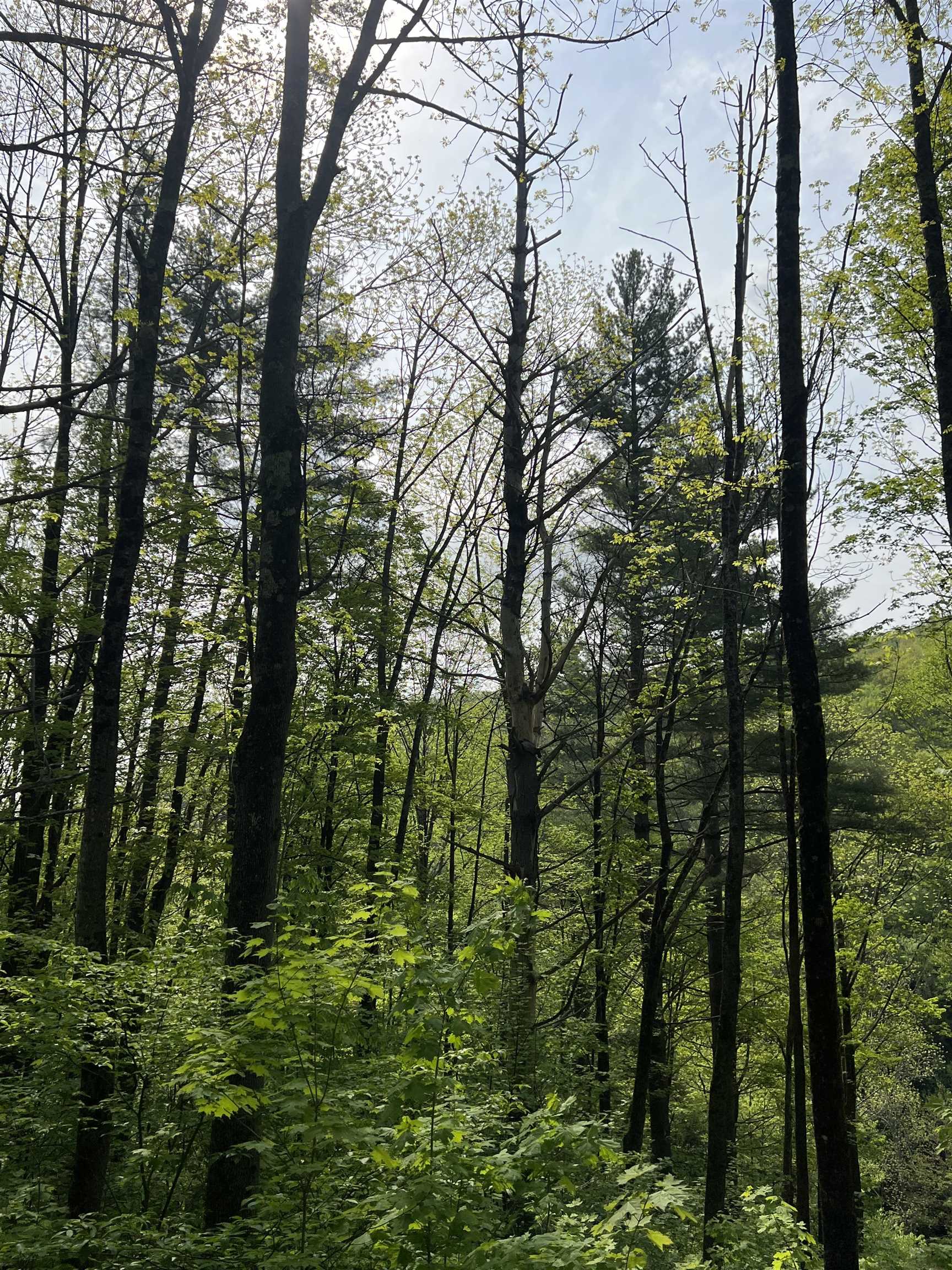 Land for Sale in Bridgewater VT